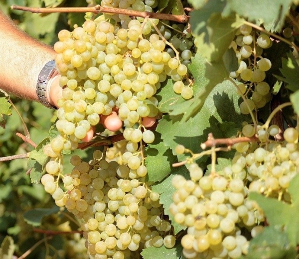 winogrona w winiarni giusti