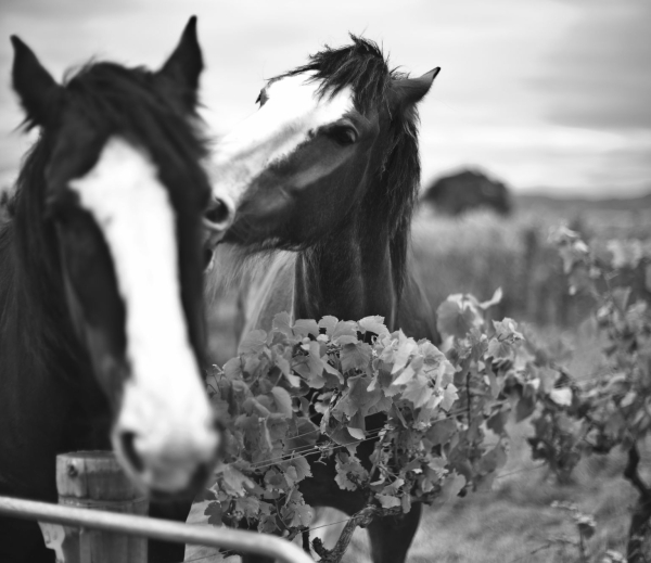 Posiadłość Michaela Seresina