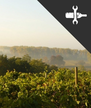 Warsztat Wina: kurs podstawowy ze zwiedzaniem Winnicy Winnogóra