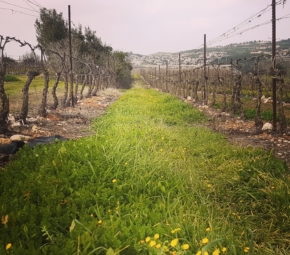 Winnice Tulip Izrael