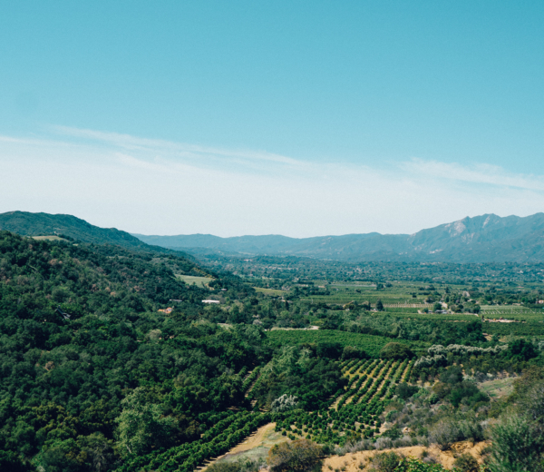 Winnice Kalifornii, źródło: stocksnap.io