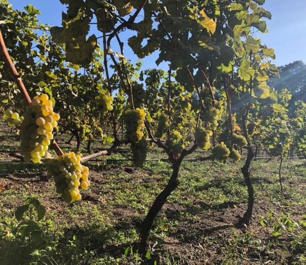 Szczepy winorośli uprawiane w Polsce - Sauvignon Blanc