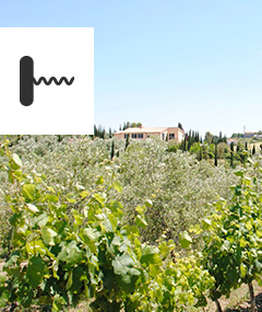 Kolacja degustacyjna z właścicielem winnicy z Włoch: CHIMERA