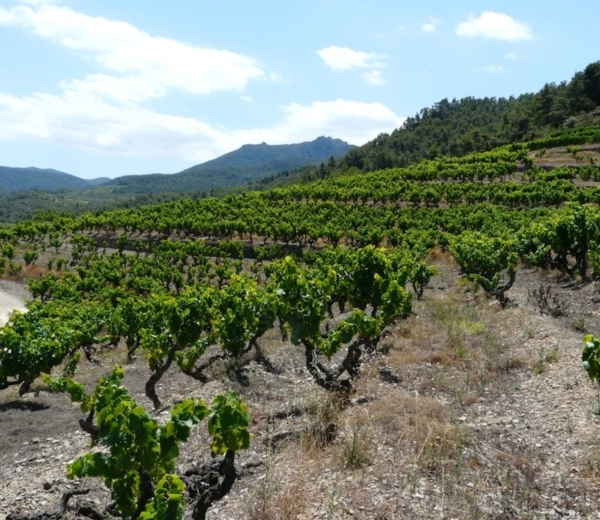 Capcanes Winery Picture 1
