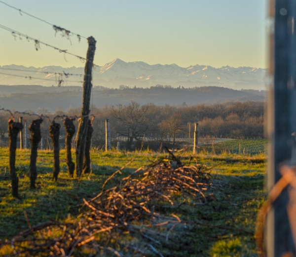 Winnice kooperatywy Plaimont z widokiem na Pireneje
