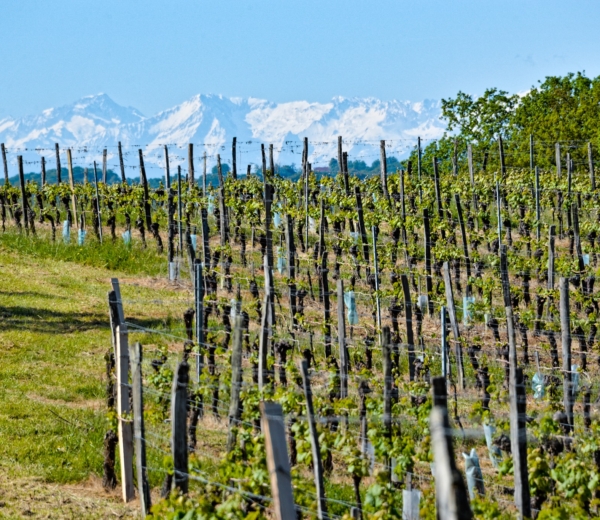 Winnice kooperatywy Plaimont z widokiem na Pireneje