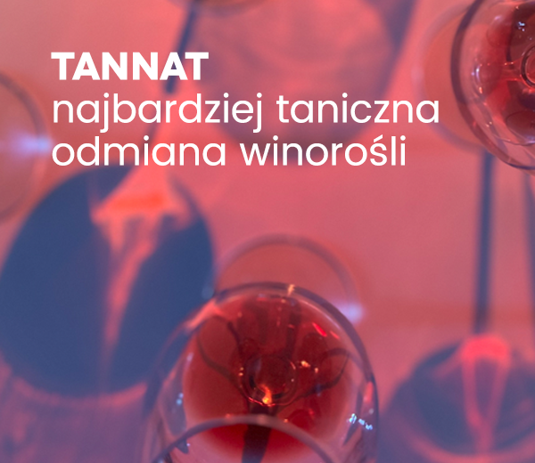 Tannat – najbardziej taniczna odmiana winorośli