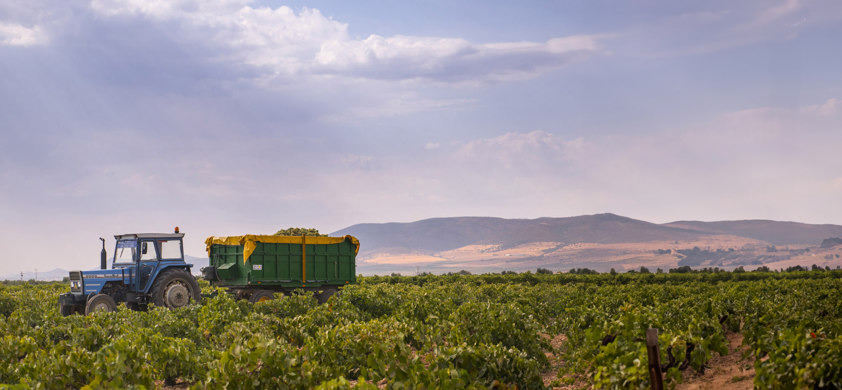Winnica La Mancha El Progreso, producent win hiszpańskich, producent win białych i czerwonych