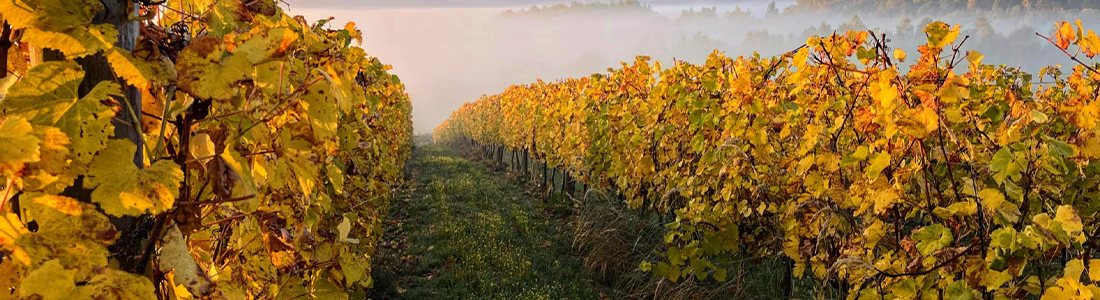 Kolacja degustacyjna: Polskie wina i staropolskie dania