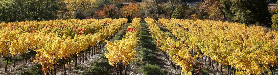 Kolacja degustacyjna: Xavier Vignon - Dolina Rodanu