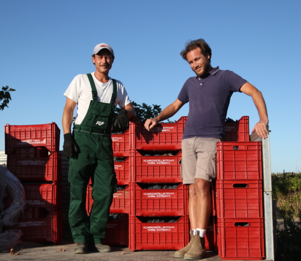 carlo and roberto harvest
