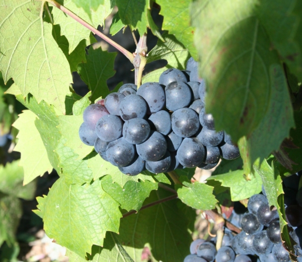 chateau de durette winogrono