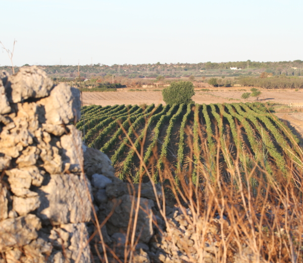 vinyard of serre di terra dotranto