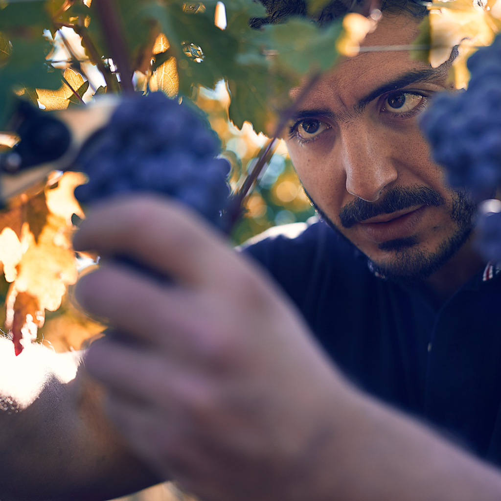 tuscan distillery winery