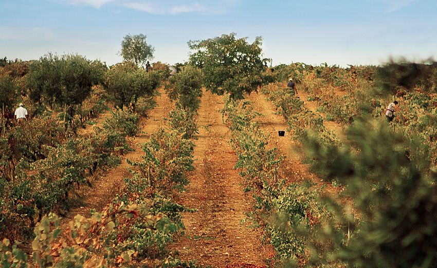 winnice monte cascas