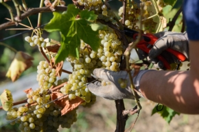 Zbiory-wina--winobranie-polska