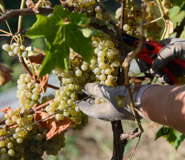 Zbiory-wina--winobranie-polska