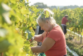 Polskie-wino-wzgorza-trzebnickie-wina-biale