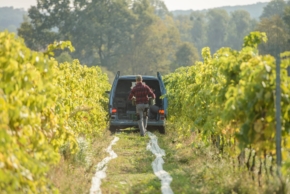 Polskie-wino-wzgorza-trzebnickie-wina-biale