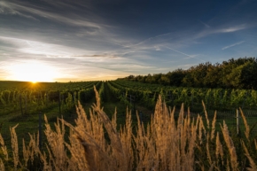 polskie-winnice-winnica-wzgorza-trrzebnickie-lopera-