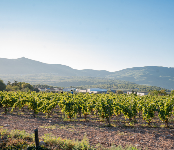 josep foraster verema