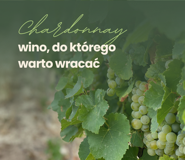 Chardonnay – kameleon wśród białych win