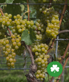 Warsztat Wina: Odcienie bieli